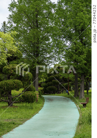 花 木 樹木 77044252