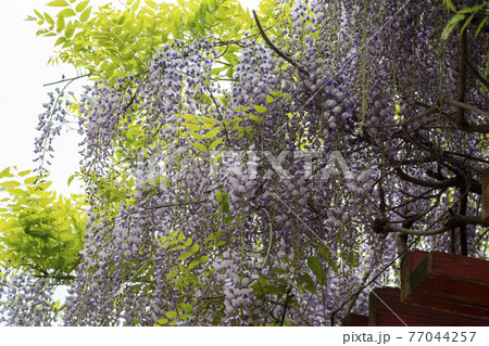 花 木 樹木 77044257