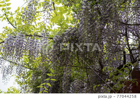 花 木 樹木 77044258