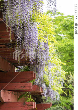 花 木 樹木 77044259