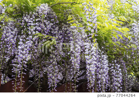 花 木 樹木 77044264