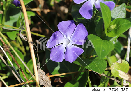 春の庭に咲くツルニチニチソウの紫色の花 77044587