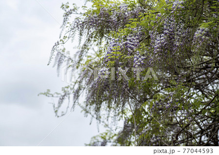 花 木 樹木 77044593