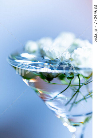 水をはったカクテルグラスに浮かべた白い木香薔薇 77044683