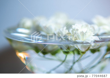 水をはったカクテルグラスに浮かべた白い木香薔薇 77044687