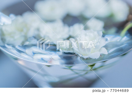 水をはったカクテルグラスに浮かべた白い木香薔薇 水をはったカクテルグラスに浮かべた白い木香薔薇 77044689