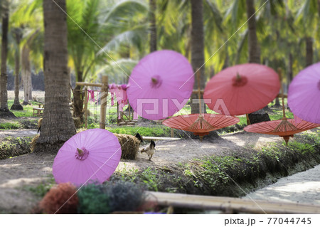 Summer field of coconut palm Summer field of coconut palm 77044745
