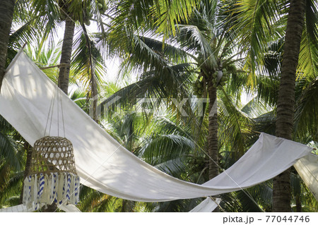 Summer field of coconut palm Summer field of coconut palm 77044746
