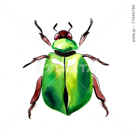 Green beetle insect. Ink and watercolor drawing Green beetle insect. Ink and watercolor drawing 77044780