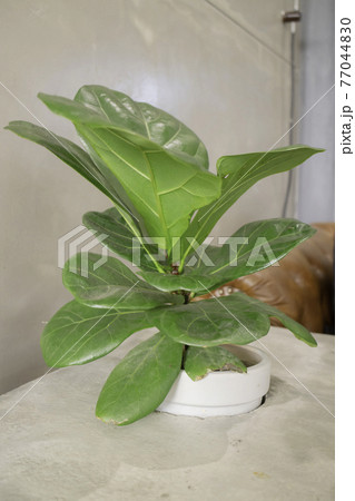 Comfortable co-working space interior with green plant 77044830