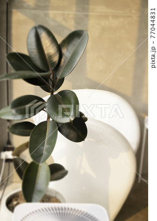Comfortable co-working space interior with green plant 77044831