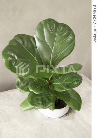 Comfortable co-working space interior with green plant 77044833