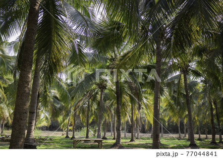 Summer field of coconut palm 77044841