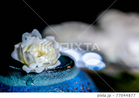 背景にカクテルグラスに入った木香薔薇、手前に一輪だけお猪口に乗せた木香薔薇 77044877