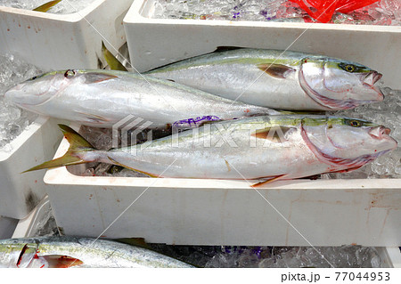 新鮮なハマチ 77044953