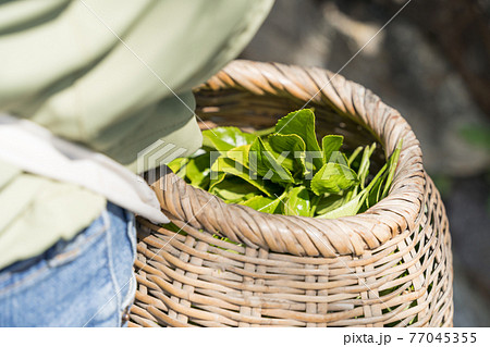 茶摘み　腰につけた籠とお茶の葉 77045355
