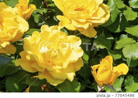色鮮やかなバラの花 ヘンリーフォンダ 色鮮やかなバラの花 ヘンリーフォンダ 77045486