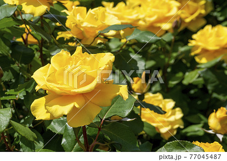 色鮮やかなバラの花　ヘンリーフォンダ 77045487