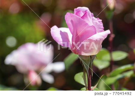 色鮮やかなバラの花　バイオリーナ 77045492