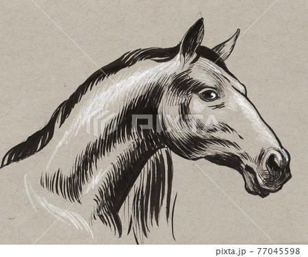 Horse head. Ink drawing Horse head. Ink drawing 77045598