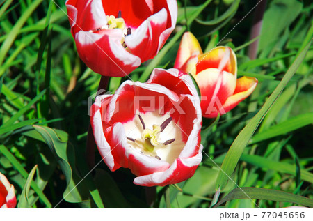 【品種:リンファンダマーク】赤色に白い縁取りの花びらのチューリップ 【品種:リンファンダマーク】赤色に白い縁取りの花びらのチューリップ 77045656