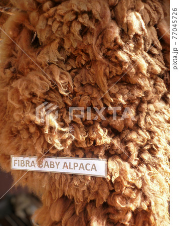 ベビーアルパカの毛刈り後、キャラメル色をした上質でふわふわの天然毛皮 77045726