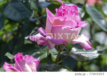 色鮮やかなバラの花 プリンセスドゥモナコの写真素材