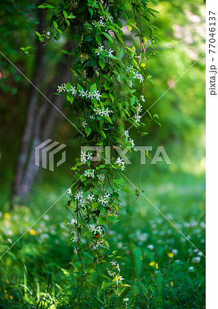 自然の中の新緑が美しい青もみじ 77046137