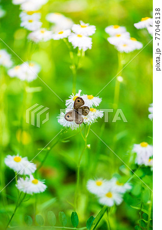 自然の中の新緑が美しい青もみじ 77046138