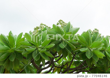 沖縄の植物 モンパノキ 沖縄の植物 モンパノキ 77046146