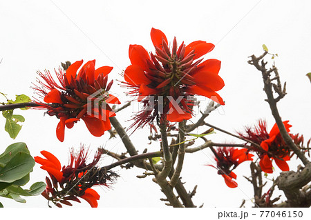 沖縄の植物 デイゴの花の写真素材