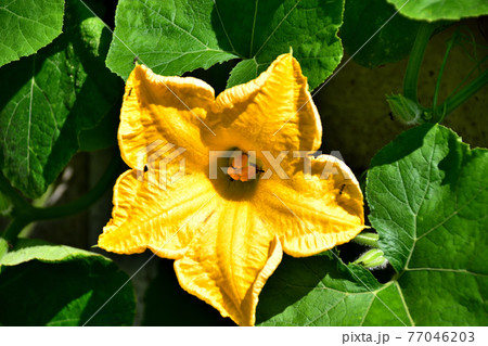カボチャの花 77046203