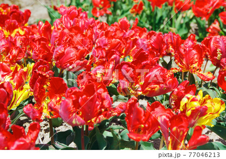 【品種:ロココ】赤色と黄色のパーロット咲きの花びらのチューリップ 【品種:ロココ】赤色と黄色のパーロット咲きの花びらのチューリップ 77046213