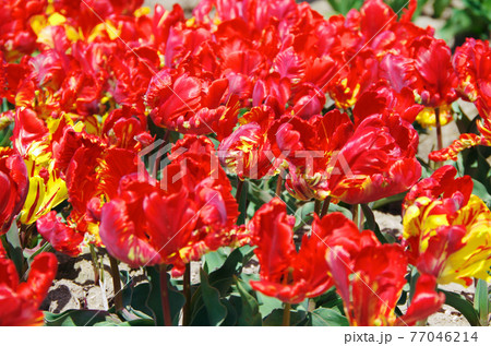 【品種：ロココ】赤色と黄色のパーロット咲きの花びらのチューリップ 77046214
