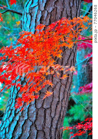 木の幹に首を垂れた紅葉です。森の中で一際際立っていました。の写真