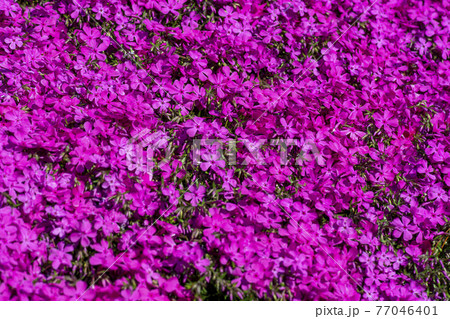 ピンク 花 植物 77046401