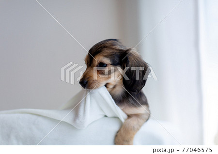 仔犬　カニンヘンダックスフンド 77046575