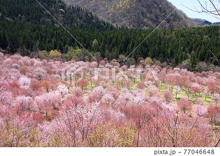 桜峠公園の桜（福島県・裏磐梯） 77046648