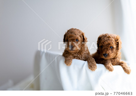 仔犬 トイプードル 仔犬 トイプードル 77046663