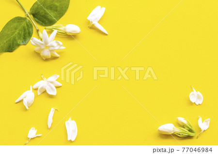 jasmine white flowers arrangement flat lay postcard style on background yellow jasmine white flowers arrangement flat lay postcard style on background yellow 77046984