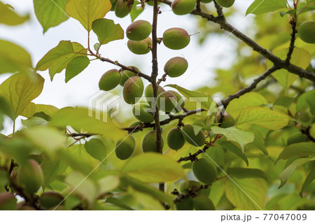 フルーツ 果物 葉 77047009