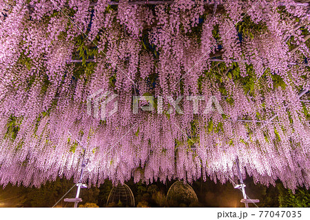 栃木県　あしかがフラワーパーク　ライトアップ 77047035