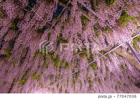 栃木県　あしかがフラワーパーク　ライトアップ 77047036