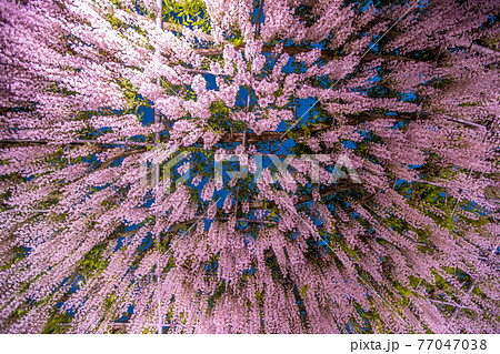 栃木県　あしかがフラワーパーク　ライトアップ 77047038