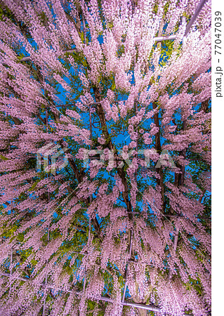 栃木県　あしかがフラワーパーク　ライトアップ 77047039