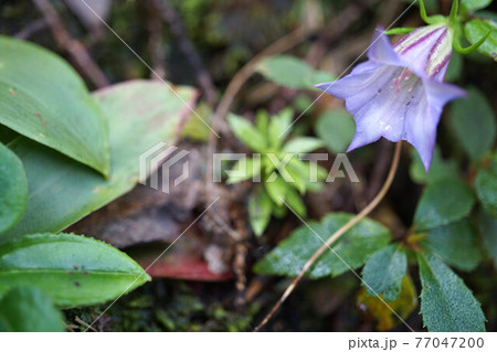 ツルリンドウ 薄紫色の花 ツルリンドウ 薄紫色の花 77047200