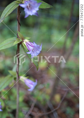 ツルリンドウ 薄紫色の花 ツルリンドウ 薄紫色の花 77047202
