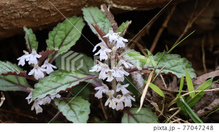 ツクバキンモンソウ ツクバキンモンソウ 77047248