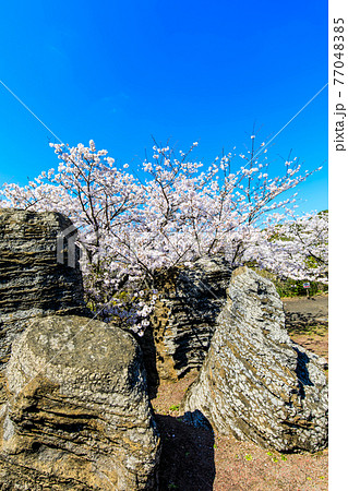 七ツ釜鍾乳洞の奇岩　化石の森と桜　【長崎県西海市】 77048385