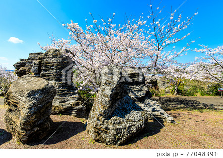 七ツ釜鍾乳洞の奇岩　化石の森と桜　【長崎県西海市】 77048391